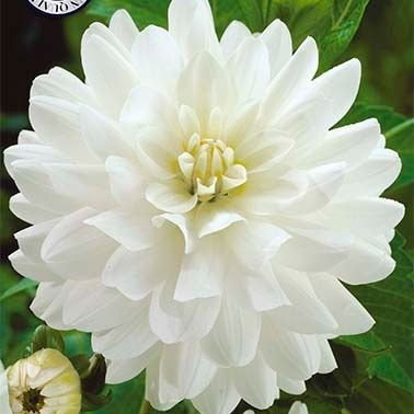 Dahlia Dekorativ Le Castle 1-pakning